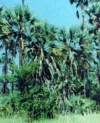Palms 1